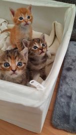 Сладки котенца търсят дом