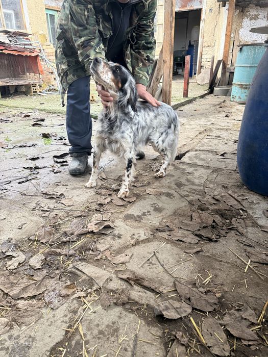 Английски сетери бебета