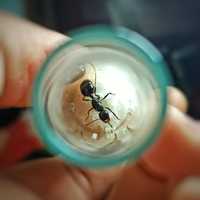 Муравьи | Messor muticus | Степной муравей жнец