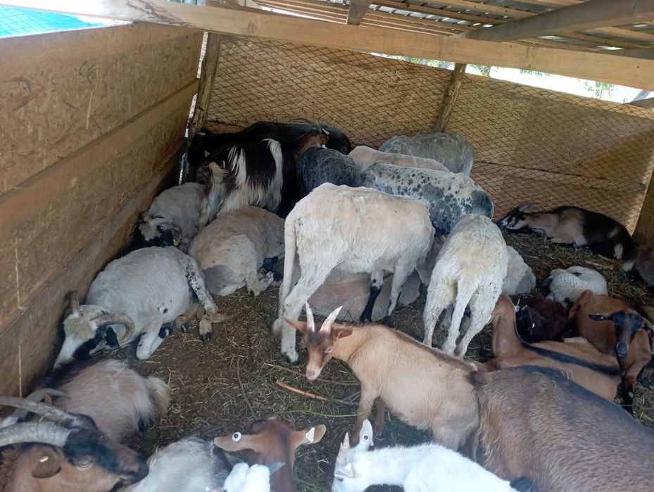 13 oi și o mieluță și un berbec