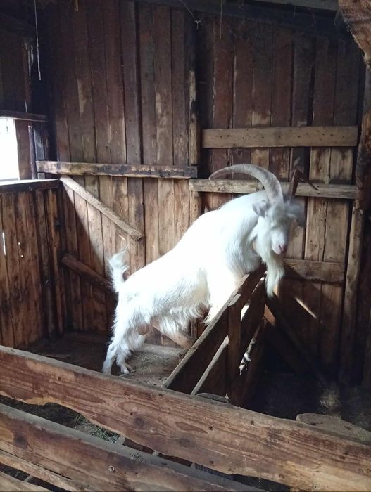 Metis saanen alpină franceza 990 lei, tăpul bun de monta,gestante
