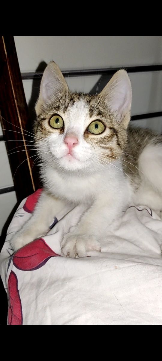Котёнок девочка ищет доброго человека