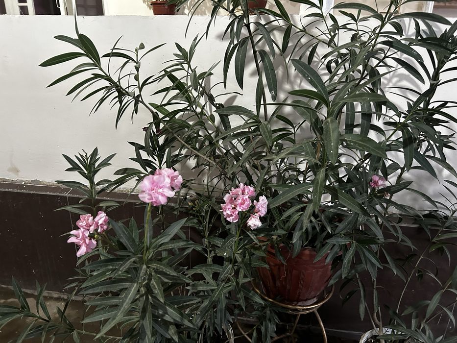 Олеандр длина 1 м, высота 1-1,5 м, распускает цветы 14 штук г.Сарыагаш