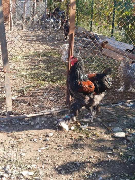 Cocoși brahma diferite  culori și  vârste