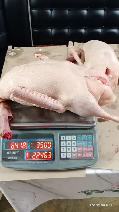 Мясо гусей. Тушки свежие. Гуси.