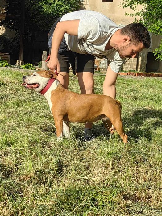 Американски стафордширски териер - елитни родители с родословие