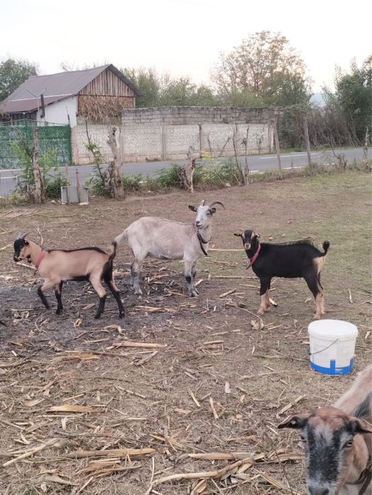 Iezi de vanzare la 2 luni, 23 de kg iedul