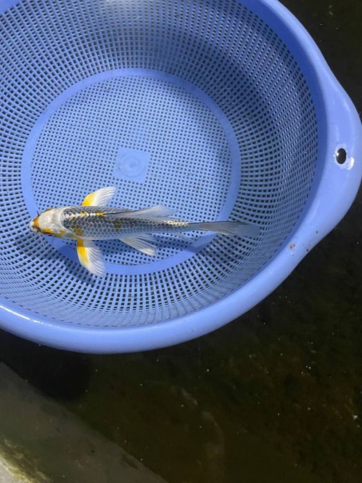 Японский карп коя