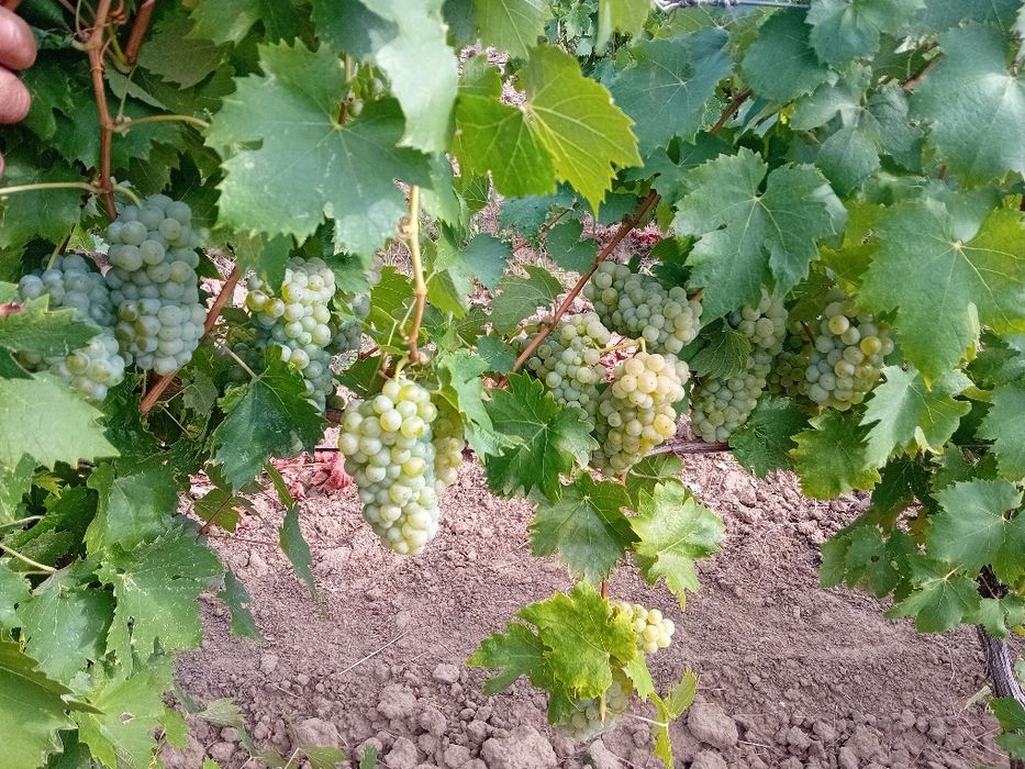 Vând struguri de vin