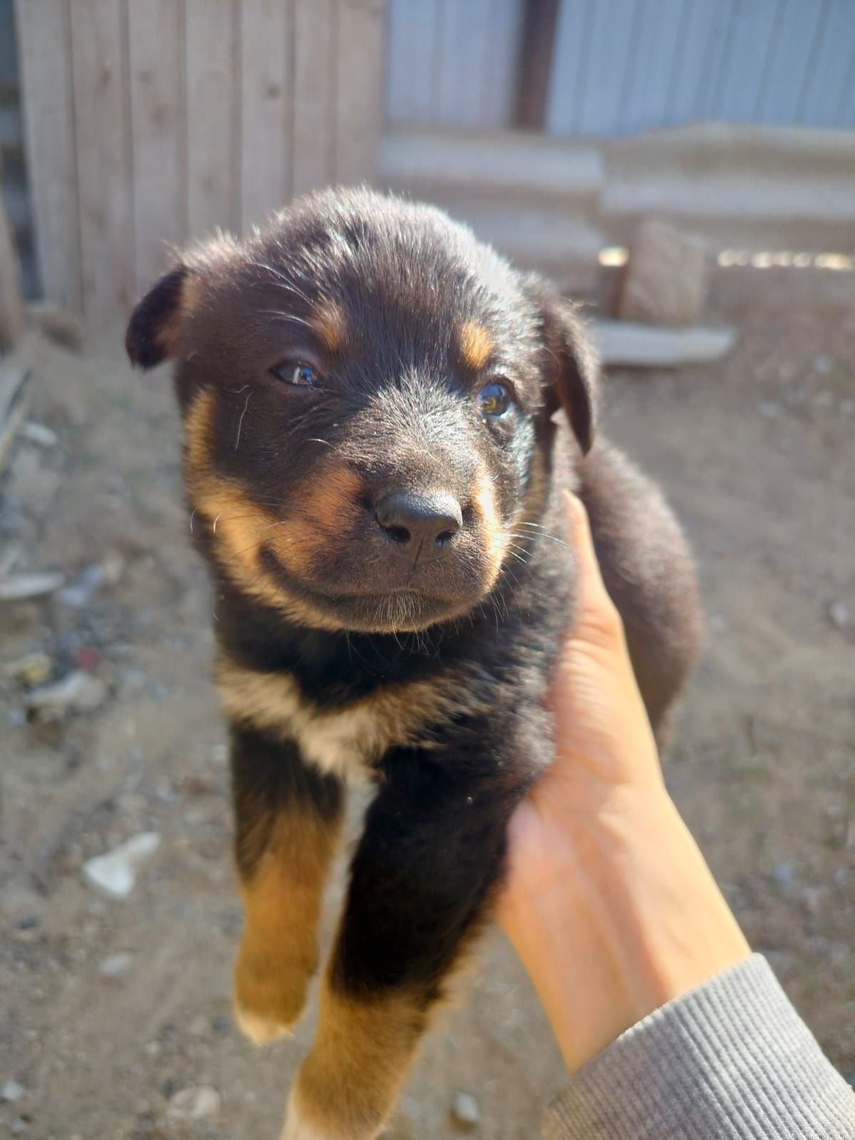 Продам щенят ротвейлера