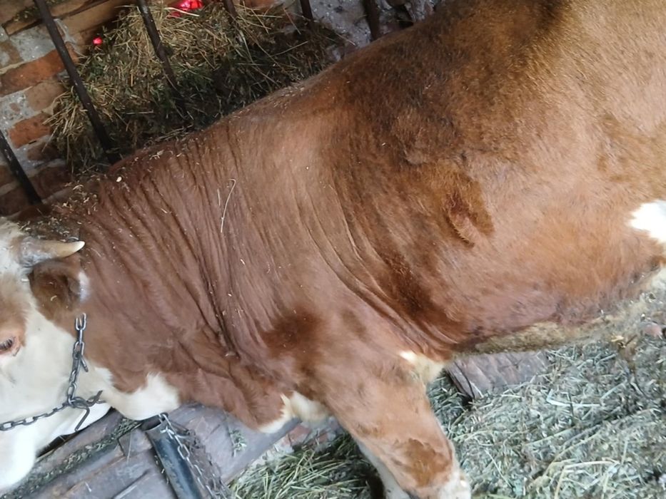 Vând taur de un an jumate, și doua vițele de doua luni jumate
