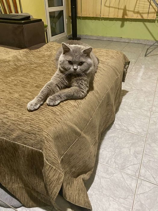 Подарявам британска котка