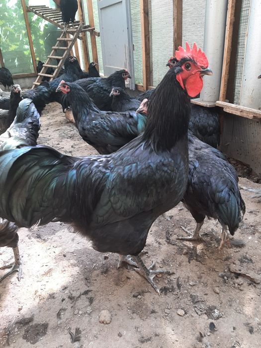 Vând cocoși de australorp nergu și unul albastru
In vârstă de 25 de să