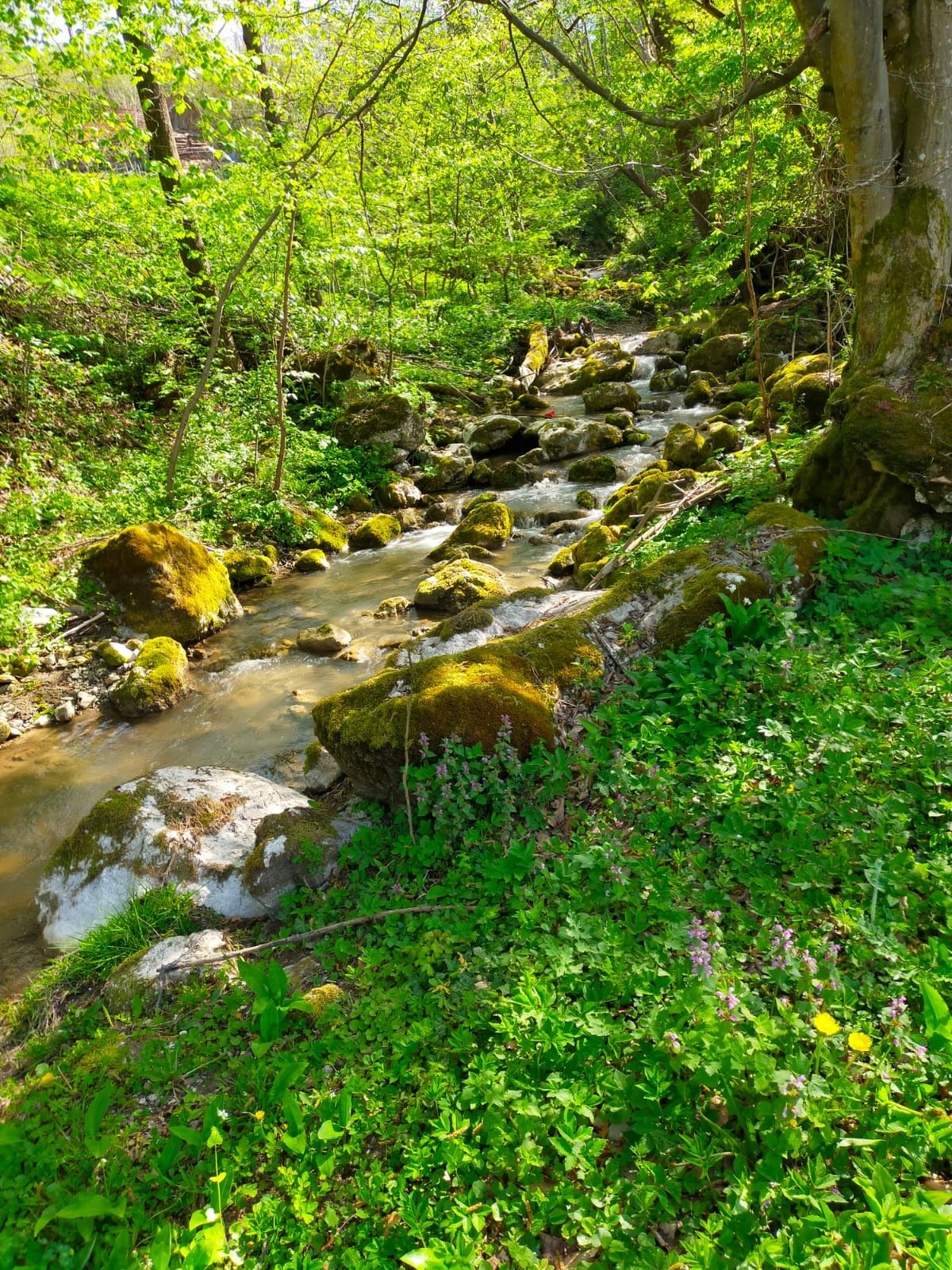 Casa si gradina in Cheile Cibului, jud Alba