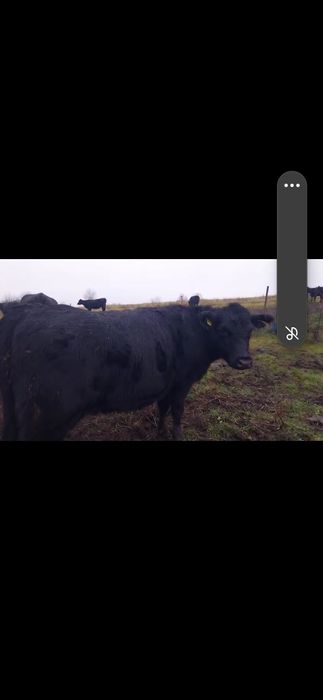 Juninci gestante angus