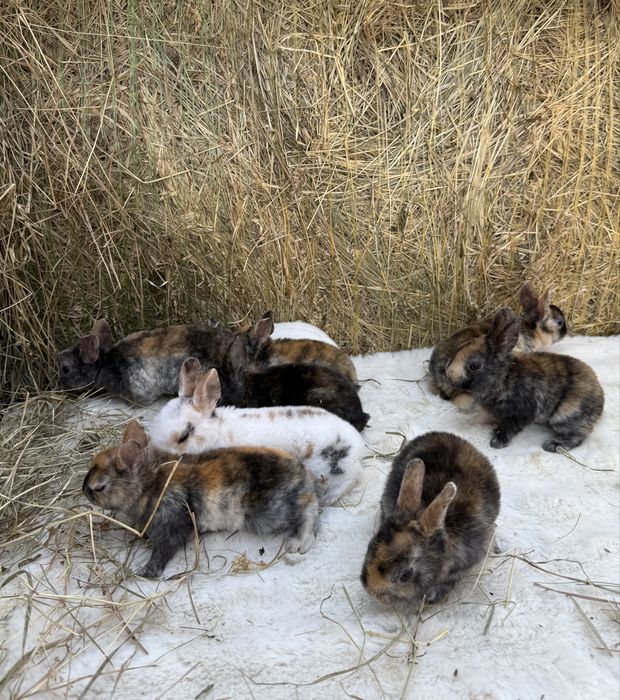 Vand iepuri rex pitic