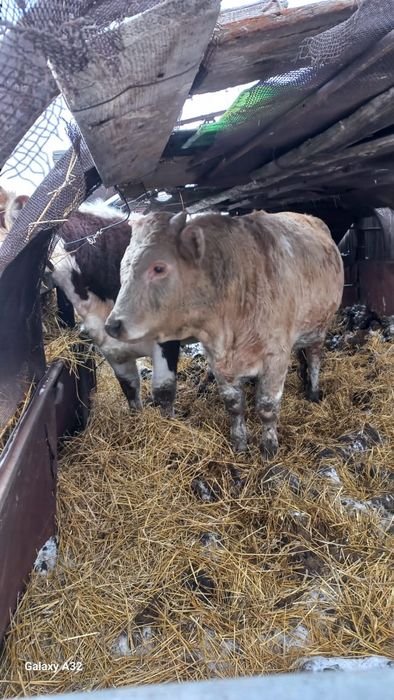 Продам с откорма быков все вопросы по телефону