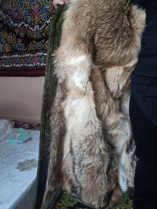 Tulki yungidan chopon