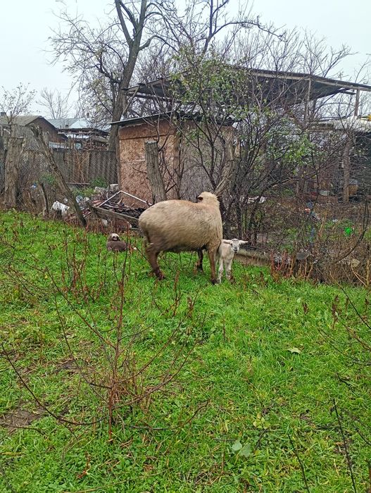 3 oi de vânzare cu miei langa ele