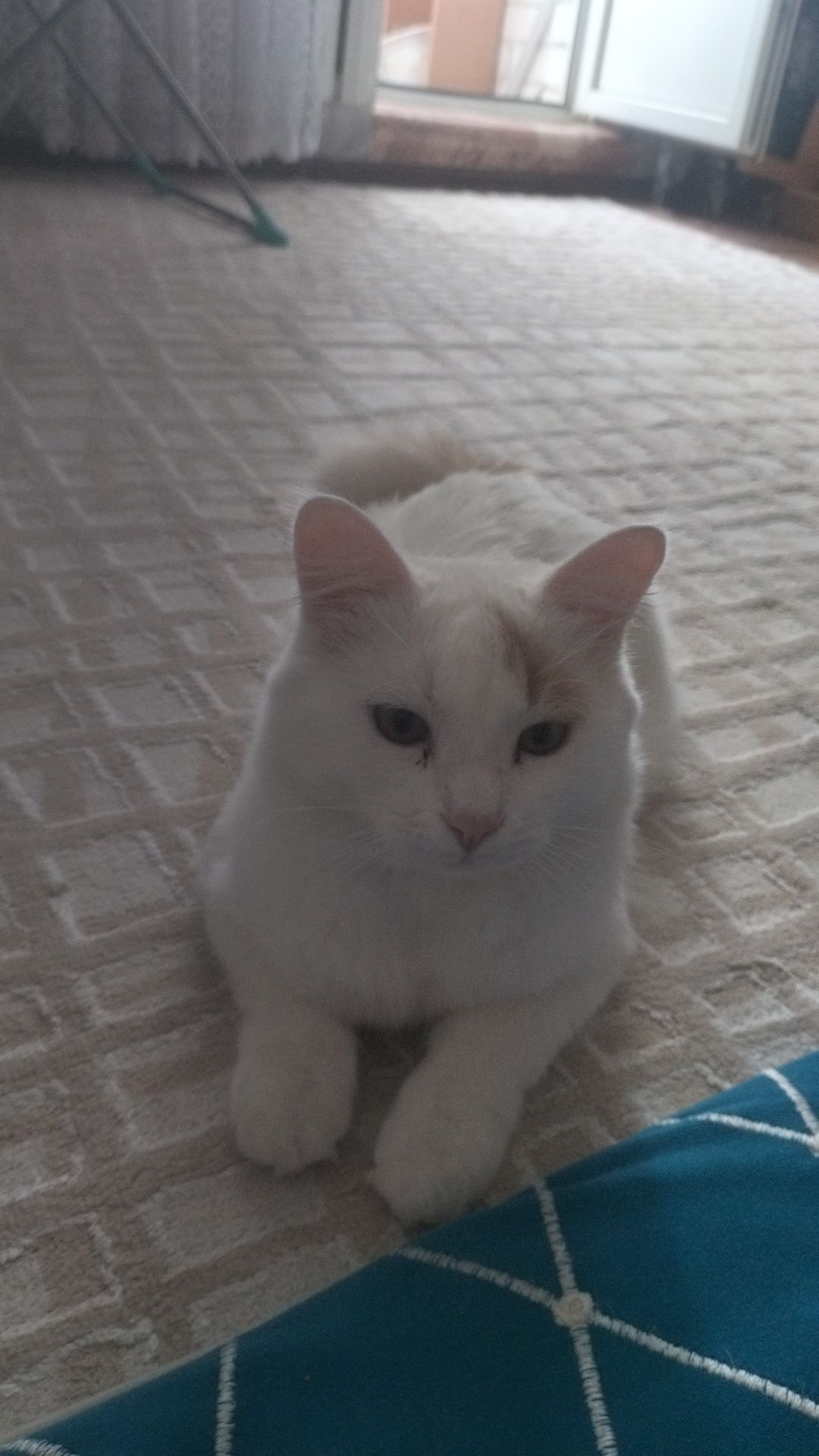 Отдам даром кота