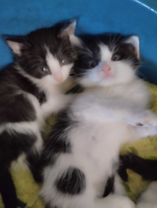 Котята от крысоловки