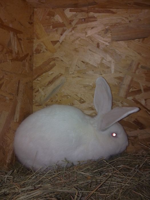 Vând iepuroi tânăr de tăiat sau ținut