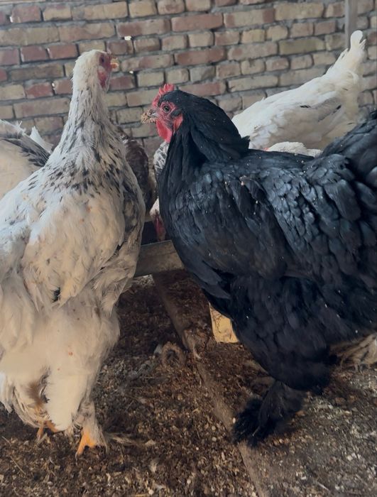 Товуклар сотилади