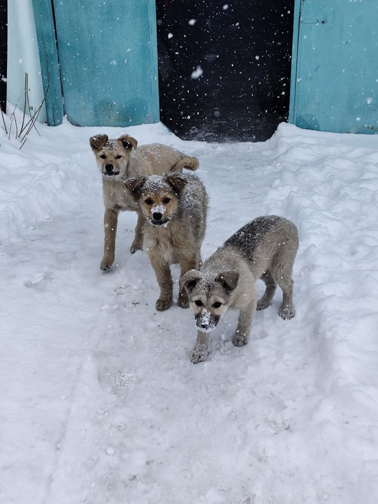 Срочно ,щенкам нужен дом