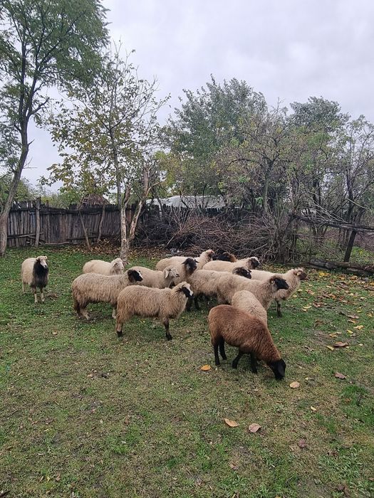 Se vând oi la grămadă