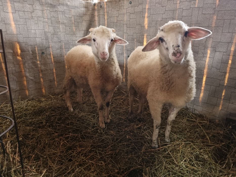Vand 2 miei si o vaca bruna bună de lapte