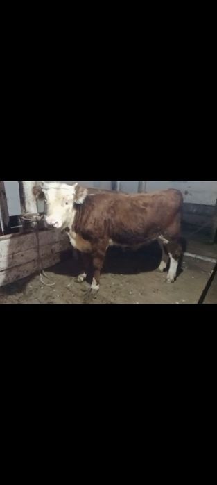 Продаётся бычок подсосный