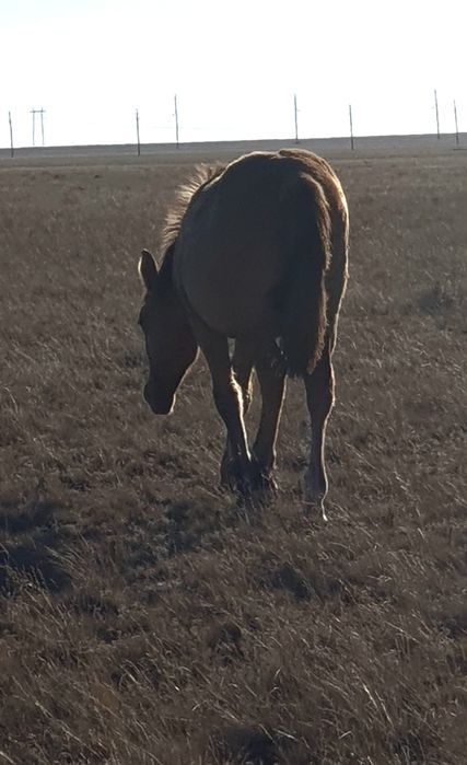 Жабағы соғым семіз сойып үйіңізге жеткізіп береміз доставка.