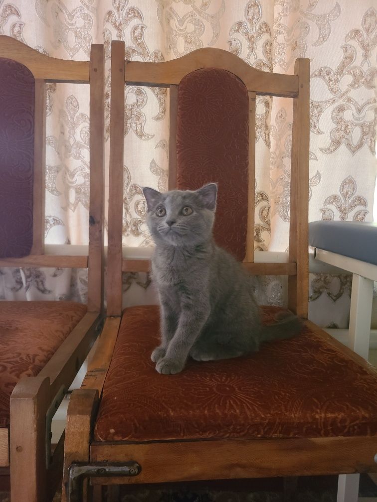 Скоттиш Страйт, Scottish Strayt