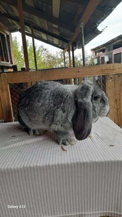 Femele berbec german