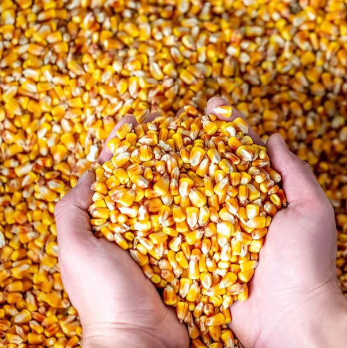 Vand porumb boabe 2025