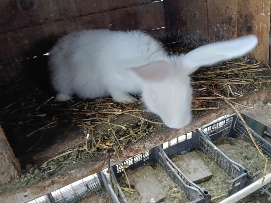 Vând sau schimb iepuri cu găini