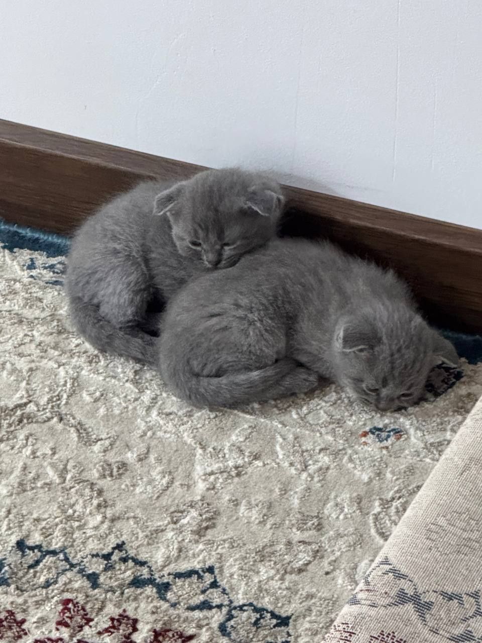 Продаётся котёнки