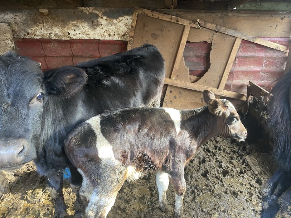 Vând 2 viteti, unul de 2 luni si unul de 9 luni