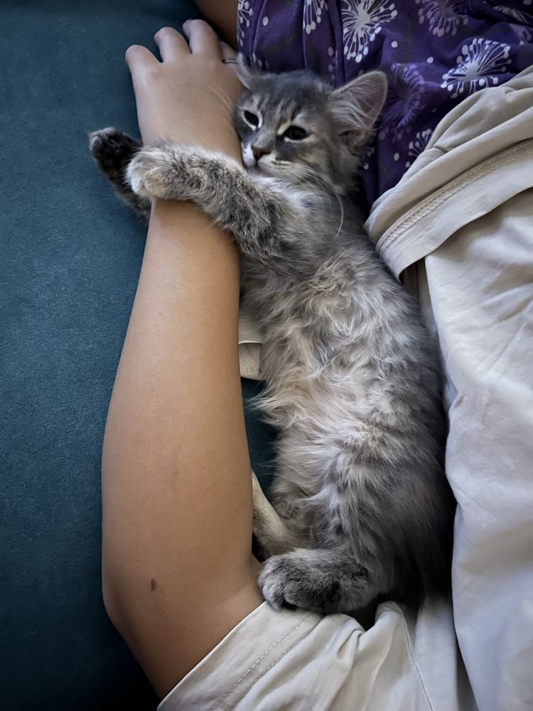 Отдается котенок 2 мес
