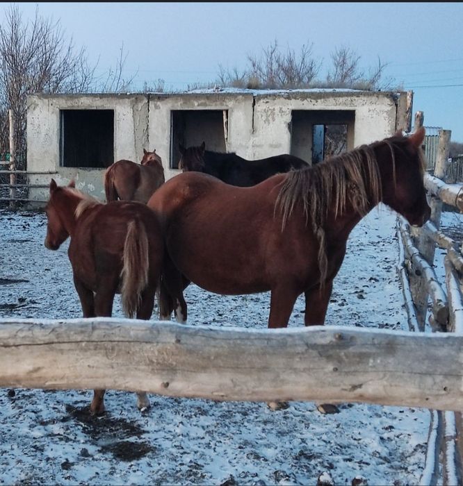 Обмен или продажа лошадей