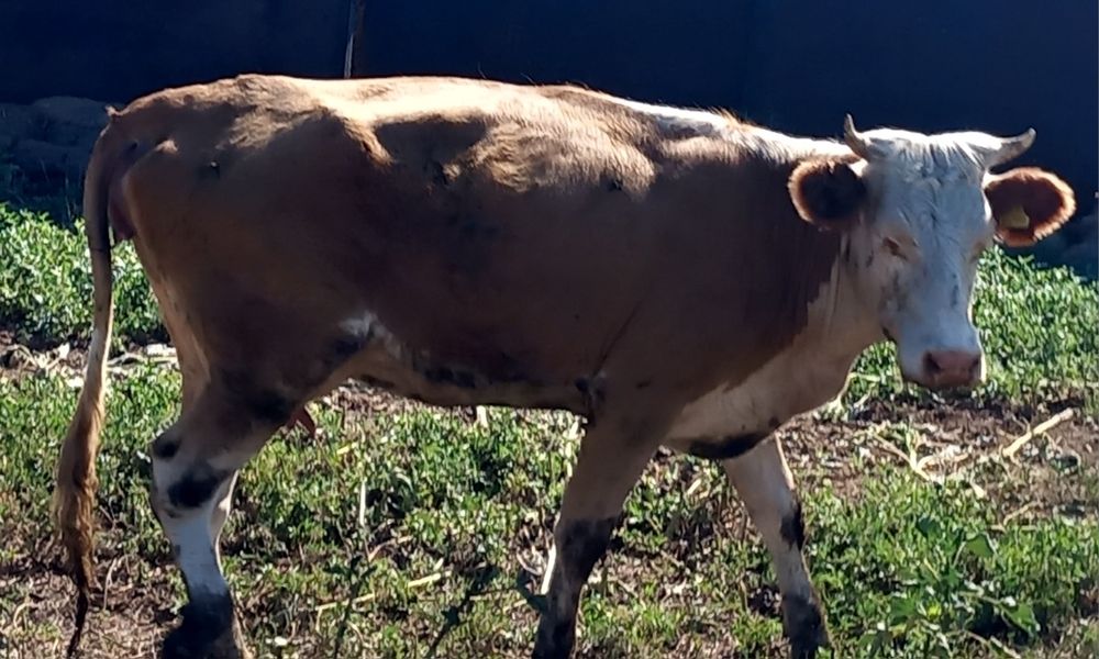 Продам корову с теленком