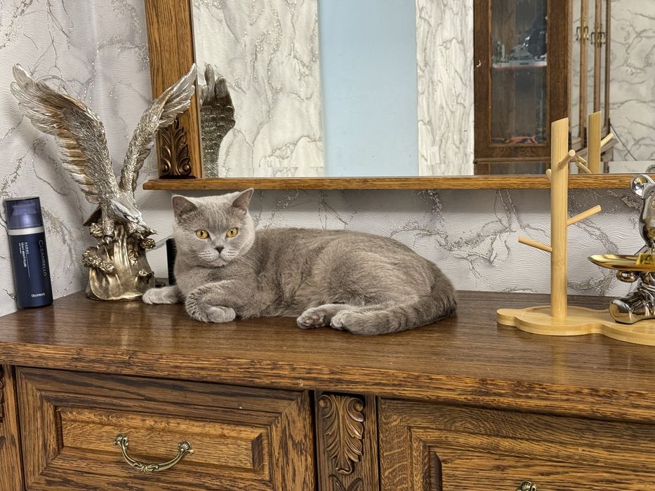Шотланская кошечка