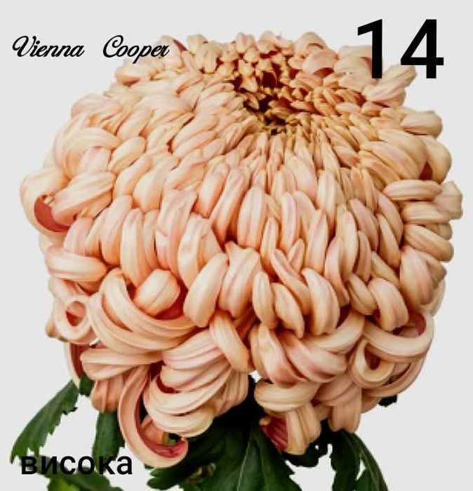 Хризантеми -7лв.бр.