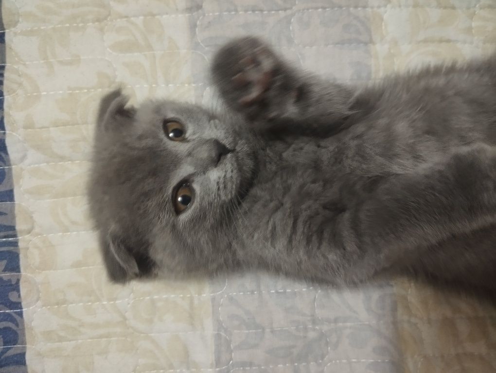 Продается котёнок скоттиш фолд мальчик 2 мес