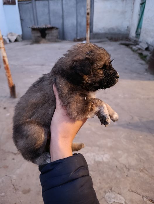 Щенки (питбуль).