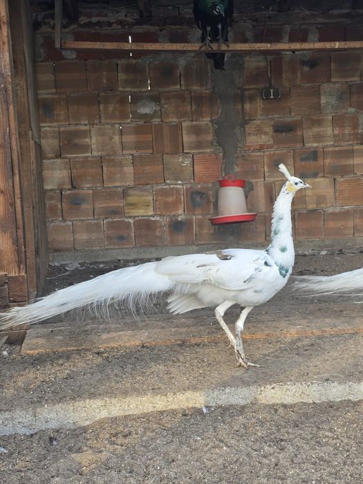 Продавам Пауни чифтове