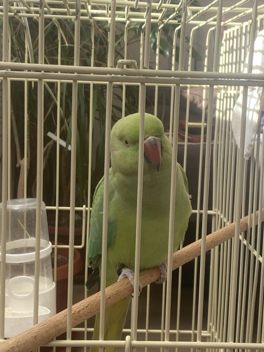 Папагал Малък Александър с клетка