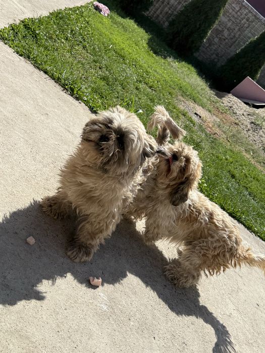 Vand mascul Shih Tzu 8 saptamani