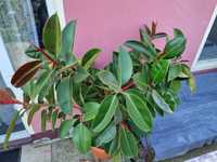 Ficus Plante Ornamentale - 2 plante