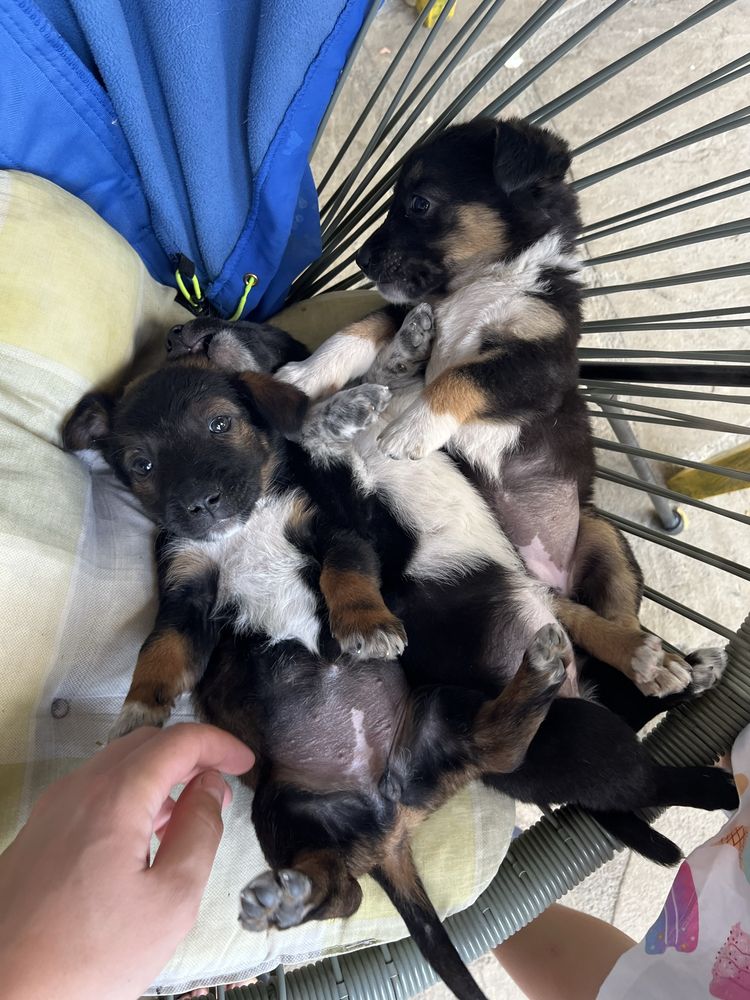 Donez caini mici, spre adoptie, nu sunt de rasă